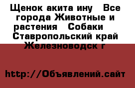 Щенок акита ину - Все города Животные и растения » Собаки   . Ставропольский край,Железноводск г.